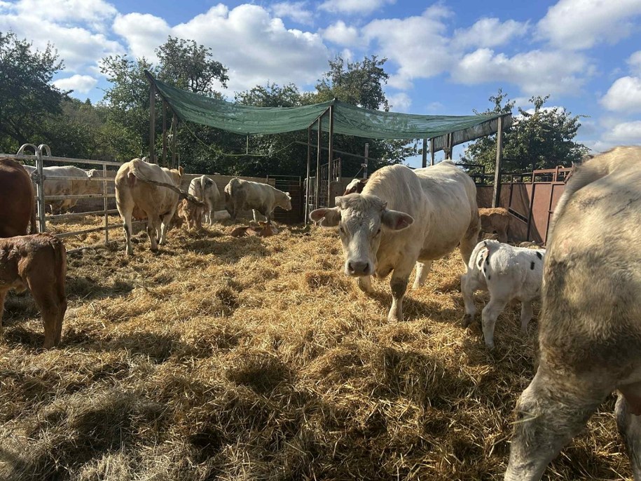 Według opinii weterynaryjnej strzały narażają krowy na urazy, poronienia i spadek apetytu. /Aneta Łuczkowska /RMF FM - reporter