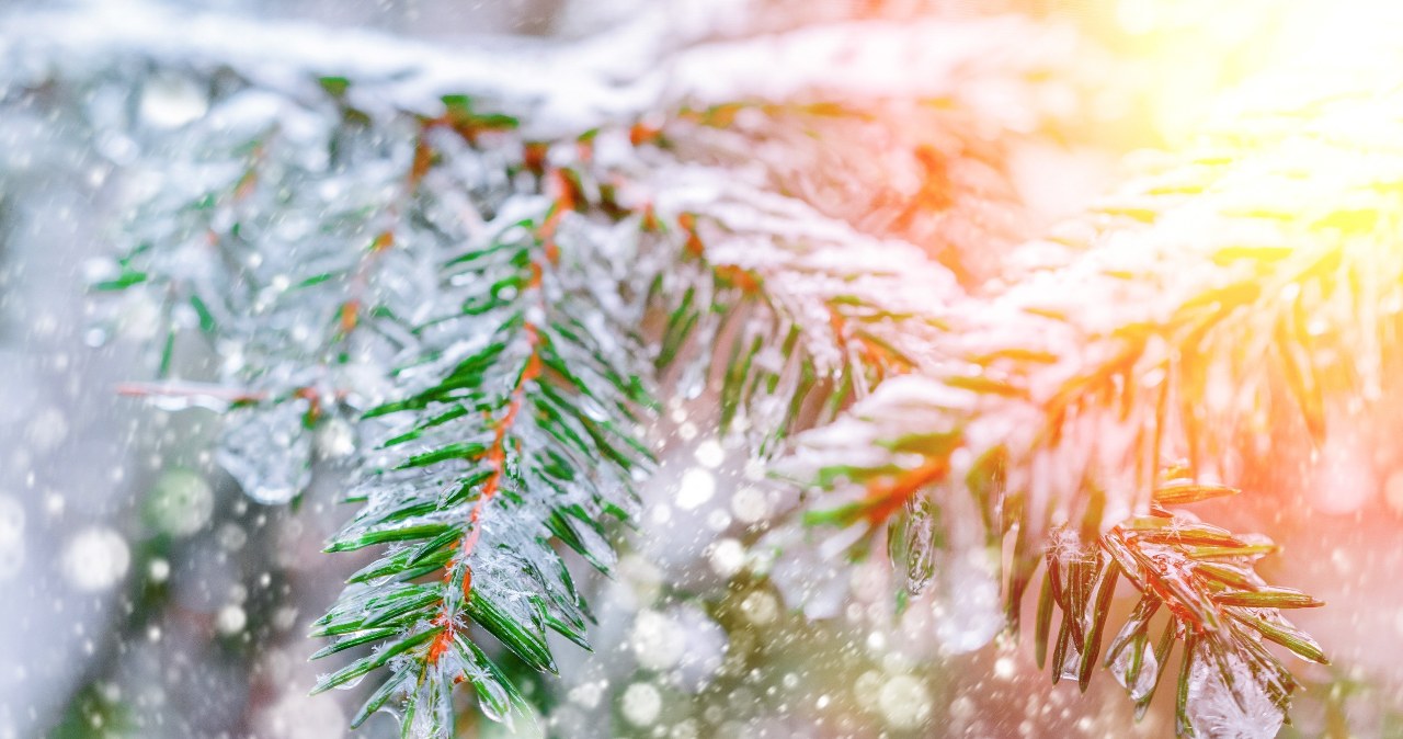 Według synoptyków IMGW kolejne tygodnie grudnia będą cieplejsze niż zwykle. Szanse na śnieg w Święta Bożego Narodzenia są minimalne /nordroden /123RF/PICSEL