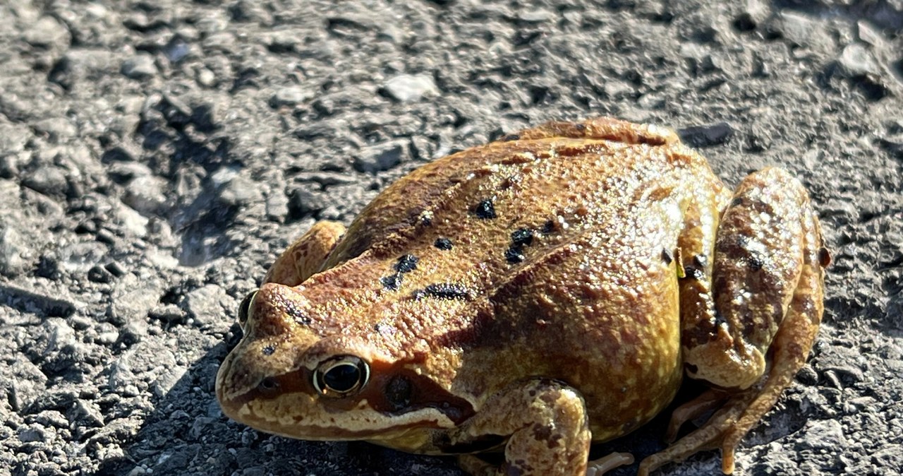 Wędrówki płazów to naturalny proces, który niestety wiąże się z wysoką śmiertelnością tych zwierząt na drogach. Na zdjęciu żaba trawna (łac. Rana temporaria) /Deposit/East News /East News