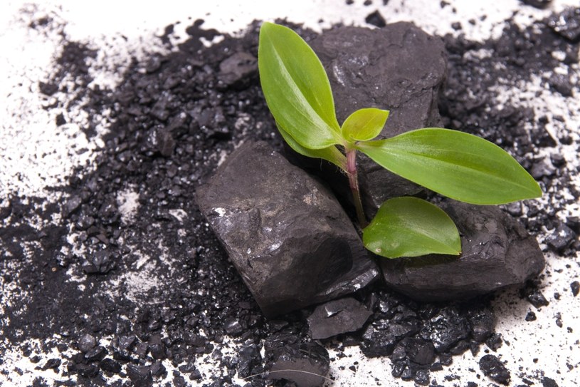 Węgiel aktywny sprawia, że rośliny szybciej się ukorzeniają i chroni je przed bakteriami, grzybami i chorobami /123RF/PICSEL