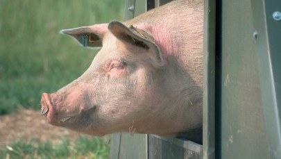 Węgierski europarlamentarzysta: Świńskie głowy na granicy odstraszą uchodźców