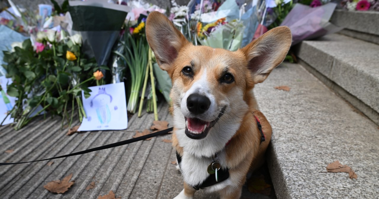 Welsh Corg - uwielbiana przez królową rasa psów / Leon Neal/Getty Images /Getty Images