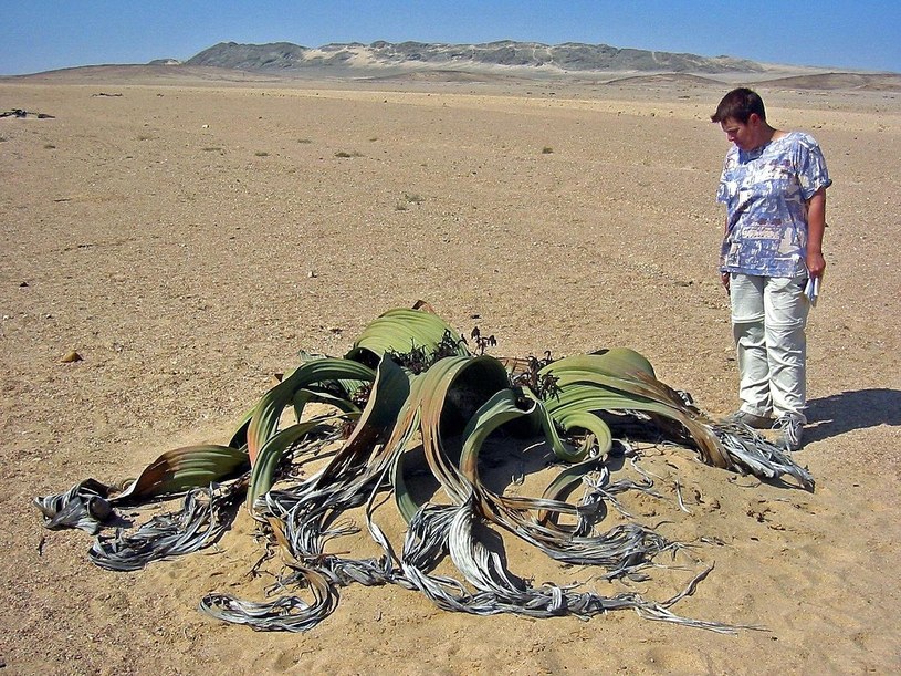 Welwiczja na afrykańskiej pustyni Namib /Thomas Schoch /Wikimedia