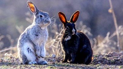 Wenezuela chce zwalczać głód królikami. "To nie słodkie zwierzątka, tylko dwa kilo mięsa"