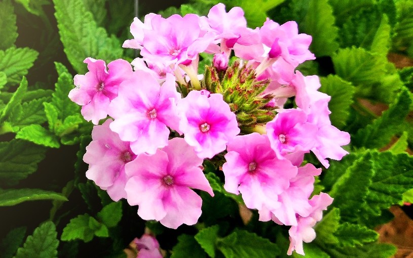 Werbena zdobi balkony /&copy;123RF/PICSEL
