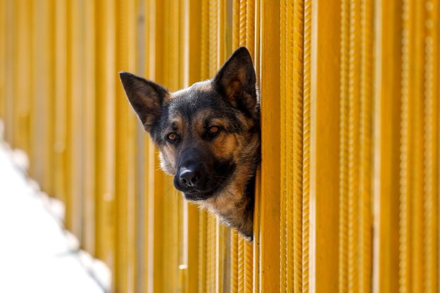 Werona: Za zostawianie psa na balkonie kara do pół tysiąca euro /Artyom Geodakyan    /PAP/EPA