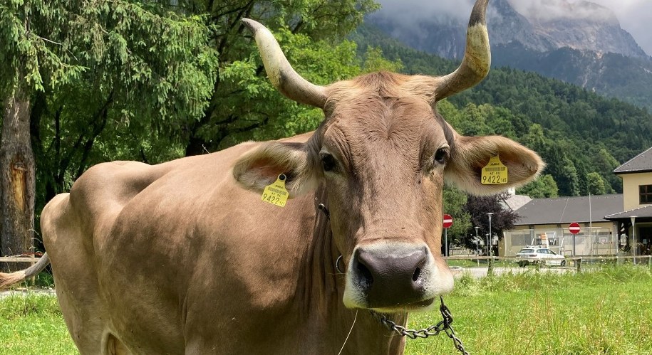 Weronika /Antonio J. Osuna Mascaró /Materiały prasowe