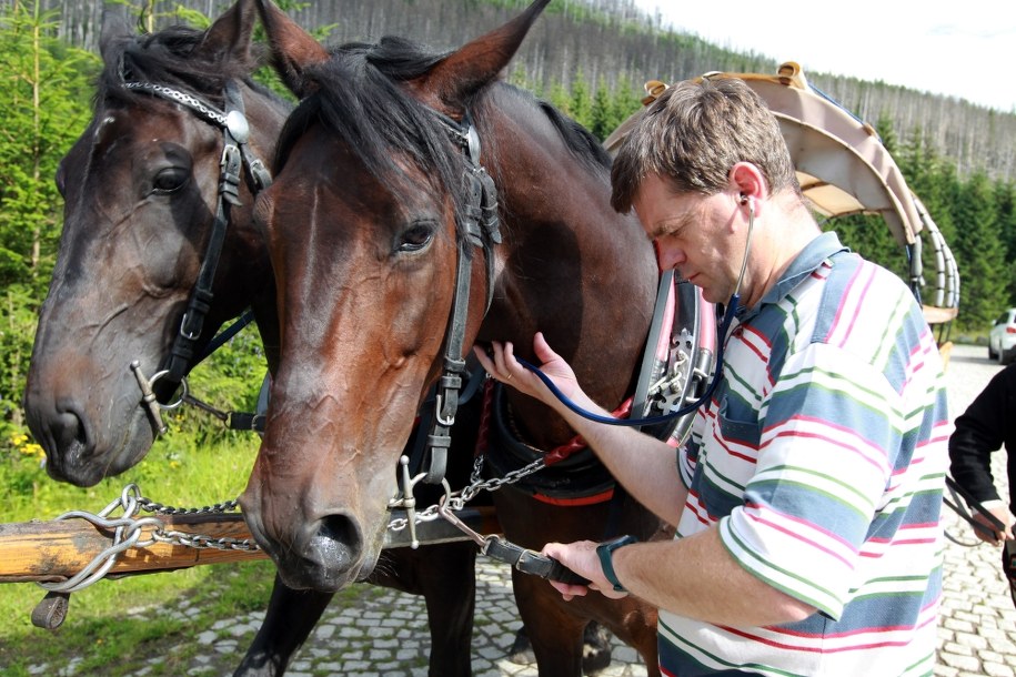Weterynarze przeprowadzili na Polanie Włosienicy badania koni wożących turystów do Morskiego Oka. Badania zostały zlecone przez Krakowskie Towarzystwo Opieki nad Zwierzętami i Tatrzański Park Narodowy /Grzegorz Momot /PAP
