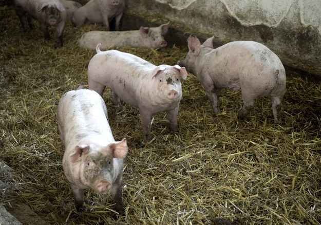 Walka z afrykańskim pomorem świń na Podlasiu. Do uśpienia prawie 300 zwierząt