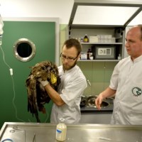 Weterynarze z Przemyśla ratują życie parze bielików 