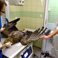 Weterynarze z Przemyśla ratują życie parze bielików 