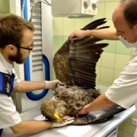 Weterynarze z Przemyśla ratują życie parze bielików 