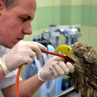 Weterynarze z Przemyśla ratują życie parze bielików 