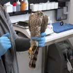 Weterynarze zachodzili w głowę. Drapieżnik zachorował przez gołębia