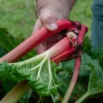 Weź doniczkę i przykryj rabarbar. Urośnie szybciej i będzie smaczniejszy