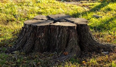 Weź w kuchni i posyp pień. Usuniesz go bez wzywania koparki