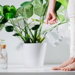 Weź z apteczki i poczęstuj monsterę. Szybko odzyska dawny wigor