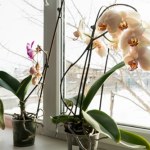 Weź z kuchennej szafki i podaj storczykowi. Odpowie jędrnymi liśćmi i kwitnieniem 