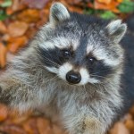 Węże, lemury i szopy. Wiemy, kiedy powstanie państwowy azyl