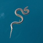 Węże nie tylko pełzają. Potrafią latać, pływać i turlać się jak koło