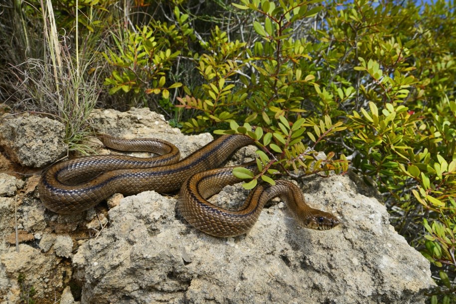 Węże opanowują Majorkę /imago stock&people /East News