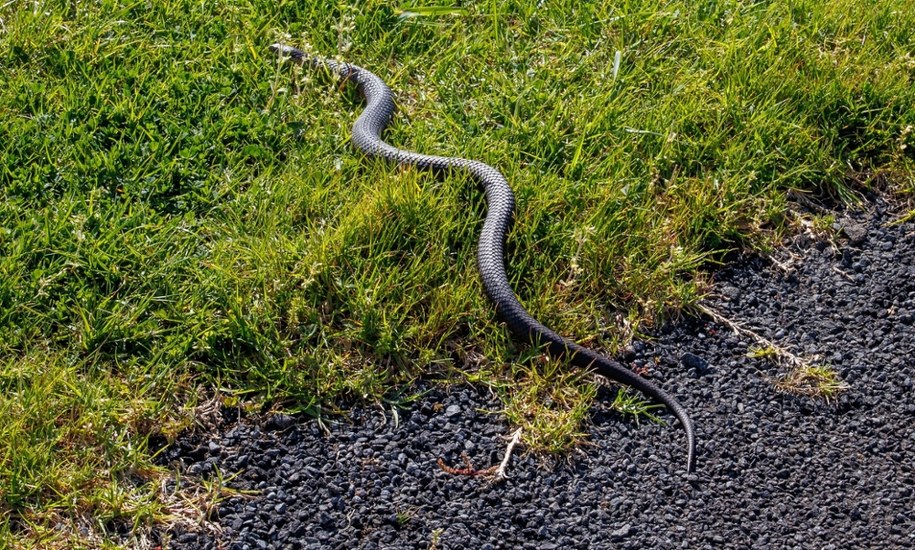 Węże zabijają nawet w szpitalach. Jest decyzja lekarzy