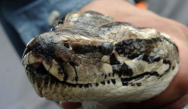 Węże tworzą niebezpieczne hybrydy. To poważne zagrożenie