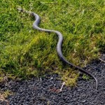 Węże zabijają nawet w szpitalach. Jest decyzja lekarzy