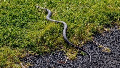 Węże zabijają nawet w szpitalach. Jest decyzja lekarzy