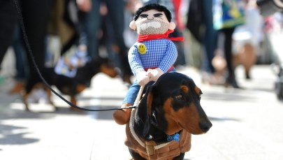 Wezwał karetkę do rannego dziecka. Na miejscu się okazało, że pomocy potrzebuje... jamnik