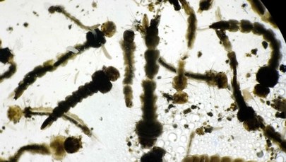 WHO: Alarmujące rozmiary epidemii wywołanej wirusem Zika