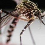 WHO: Na walkę z wirusem Zika potrzeba 122 milionów dolarów