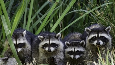 WHO: Pandemia koronawirusa? Winne szopy pracze