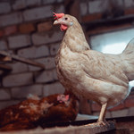 WHO potwierdza: Pierwsza śmiertelna ofiara ptasiej grypy H5N2