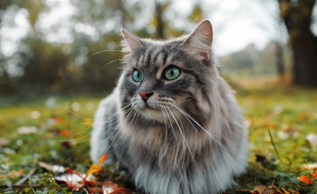 Wiadomo, co zabija koty. Jest komunikat 