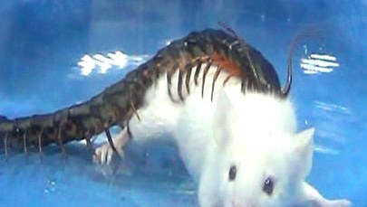 Wiadomo już, czym zabija stonoga