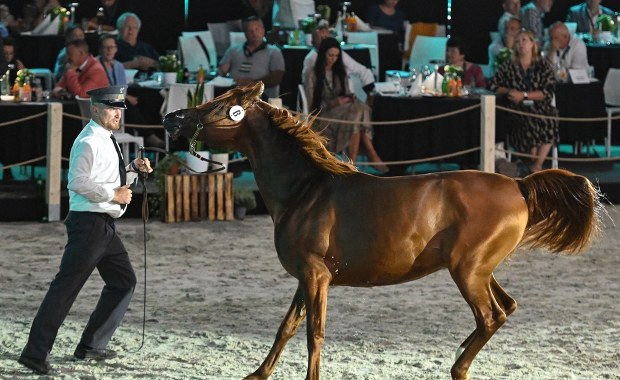 Wiadomo, kto pokieruje słynną stadniną koni w Janowie Podlaskim