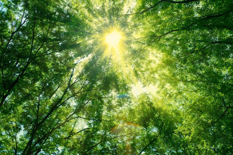 Polski wiąz walczy o tytuł Europejskiego Drzewa Roku