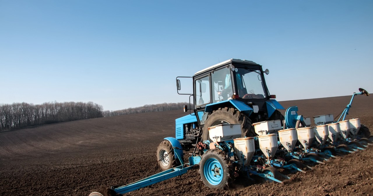 Wiceminister rolnictwa ostrzega przed masowym importem ziemniaków z Ukrainy /123RF/PICSEL