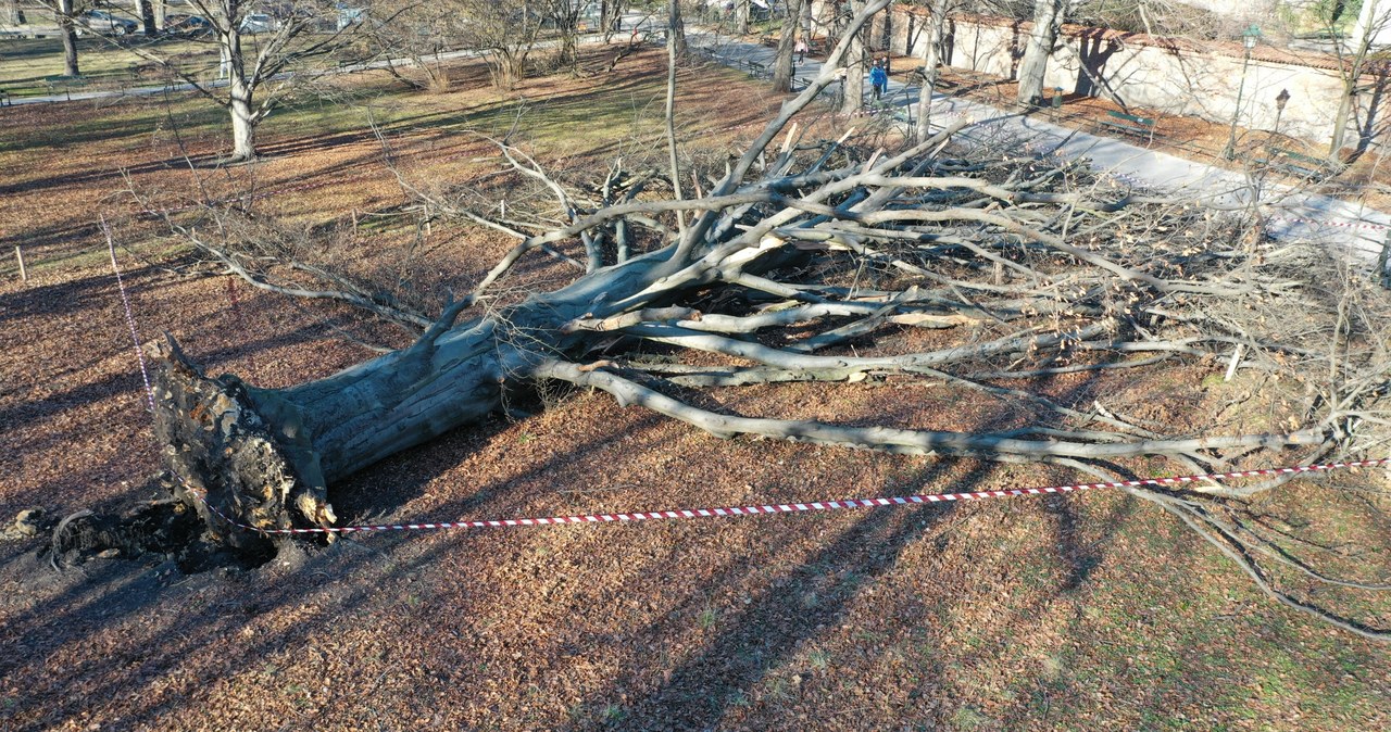 Wichura i choroba powaliły buk czerwonolistny na krakowskich Plantach 