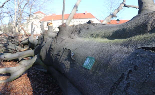 Wichura powaliła buk czerwonolistny. Jest petycja, by jego pień został na Plantach