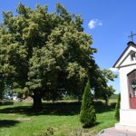 ​Wichura powaliła Drzewo Roku. Smutek w Dulczy Wielkiej