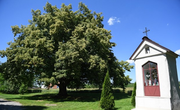​Wichura powaliła Drzewo Roku. Smutek w Dulczy Wielkiej