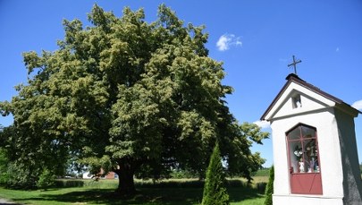 ​Wichura powaliła Drzewo Roku. Smutek w Dulczy Wielkiej