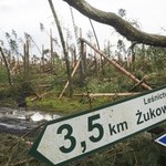 "Wichury nigdy dotąd nie wyrządziły w polskich lasach takich szkód"