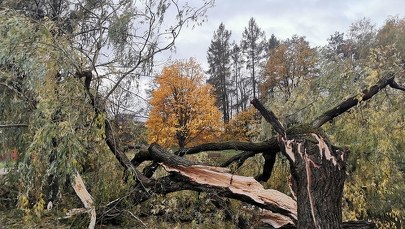 Wichury w Polsce: Cztery osoby nie żyją, kilkanaście rannych, ponad 10 tys. interwencji strażaków