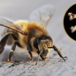 kości Widok, który mrozi krew w żyłach. Budowały gniazda w bardzo dziwnym miejscu