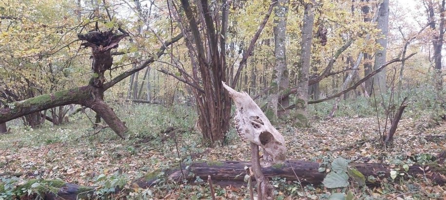 Widok na majdan grodziska. Fot. P. Piotrowska. /Lubelski Wojewódzki Konserwator Zabytków  /