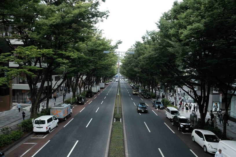 Widok na Omotesando - tokijskie Pola Elizejske /materiały prasowe