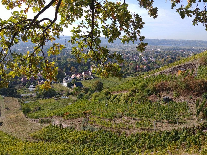Widok na zbocza Radebeul /INTERIA.PL